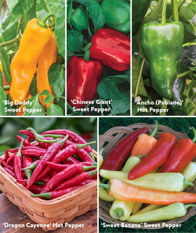 Burpee Best Collection hot pepper seeds with bold flavors for dishes.