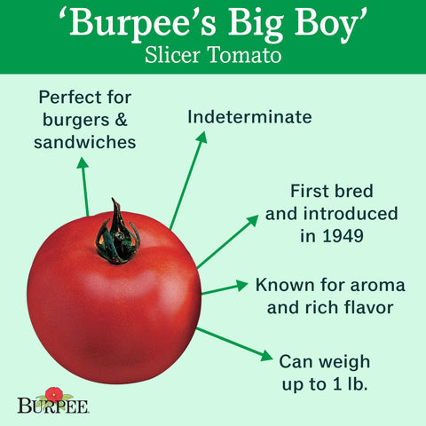 Burpee Big Boy tomato indeterminate vines growing in a home garden