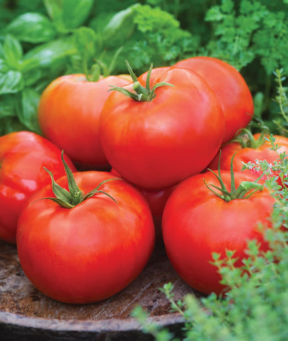 Burpee Big Daddy tomato fruit with ruby red flesh, ideal for fresh slicing.
