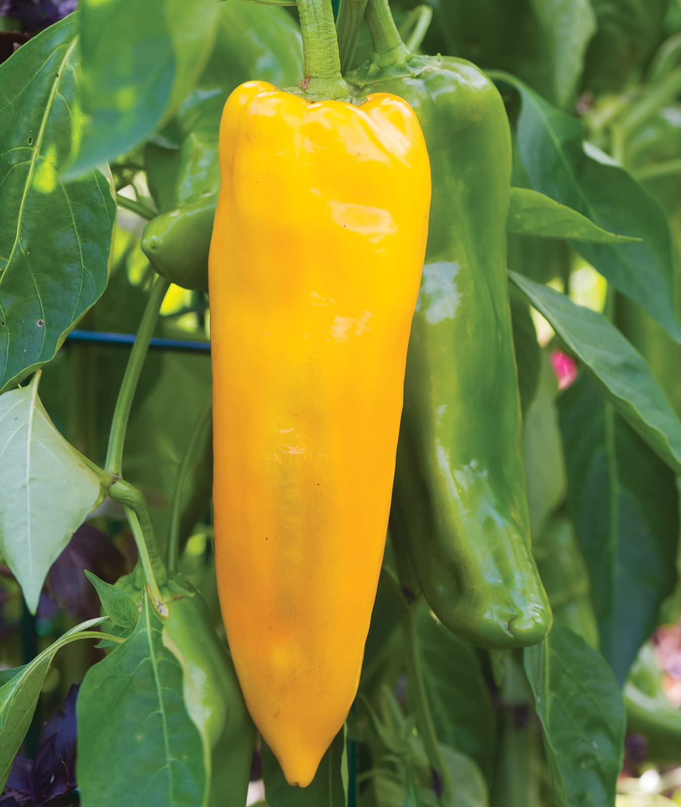Burpee Big Daddy peppers ideal for roasting and sensational sauces.