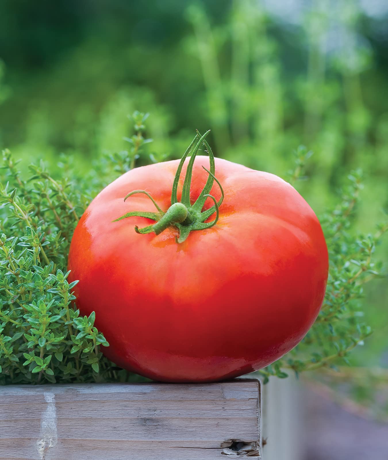 Burpee Big Daddy tomato close-up shows ruby fruits ready for slicing or sauces.