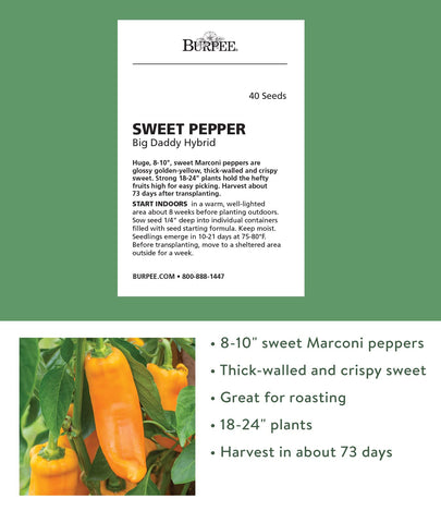 Big Daddy yellow peppers grow to 8-10 inches, ideal for roasting and fresh snacking.