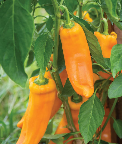 Burpee Big Daddy pepper seeds pack shot, highlighting premium seeds for reliable home garden yields.