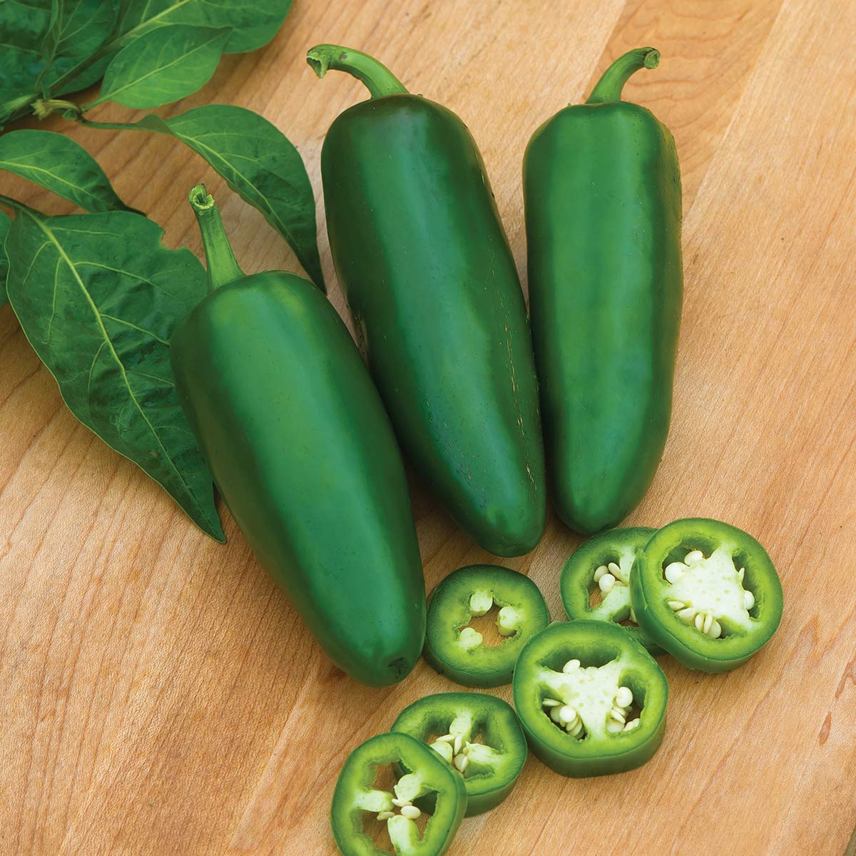 Burpee Big Guy hot pepper seeds garden planting, ready for indoor starting and outdoor transplant.