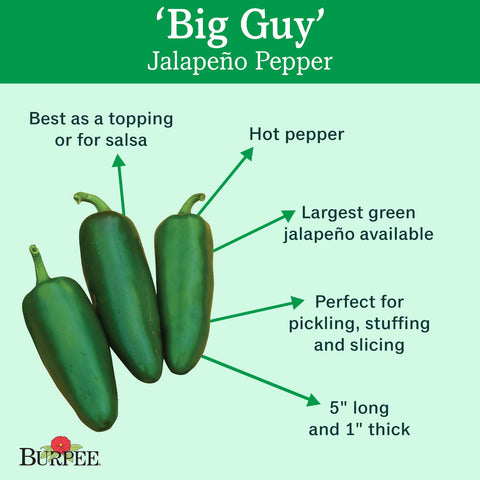Burpee Big Guy hot pepper seeds seed packet back, highlights 30 seeds for easy sowing.