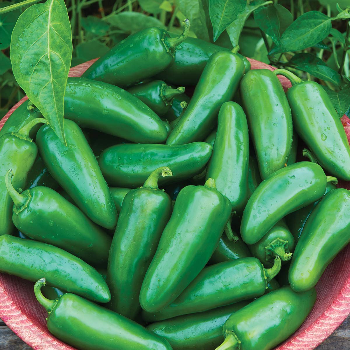 Burpee Big Guy hot pepper seeds seed packet front for home gardening and flavorful peppers.