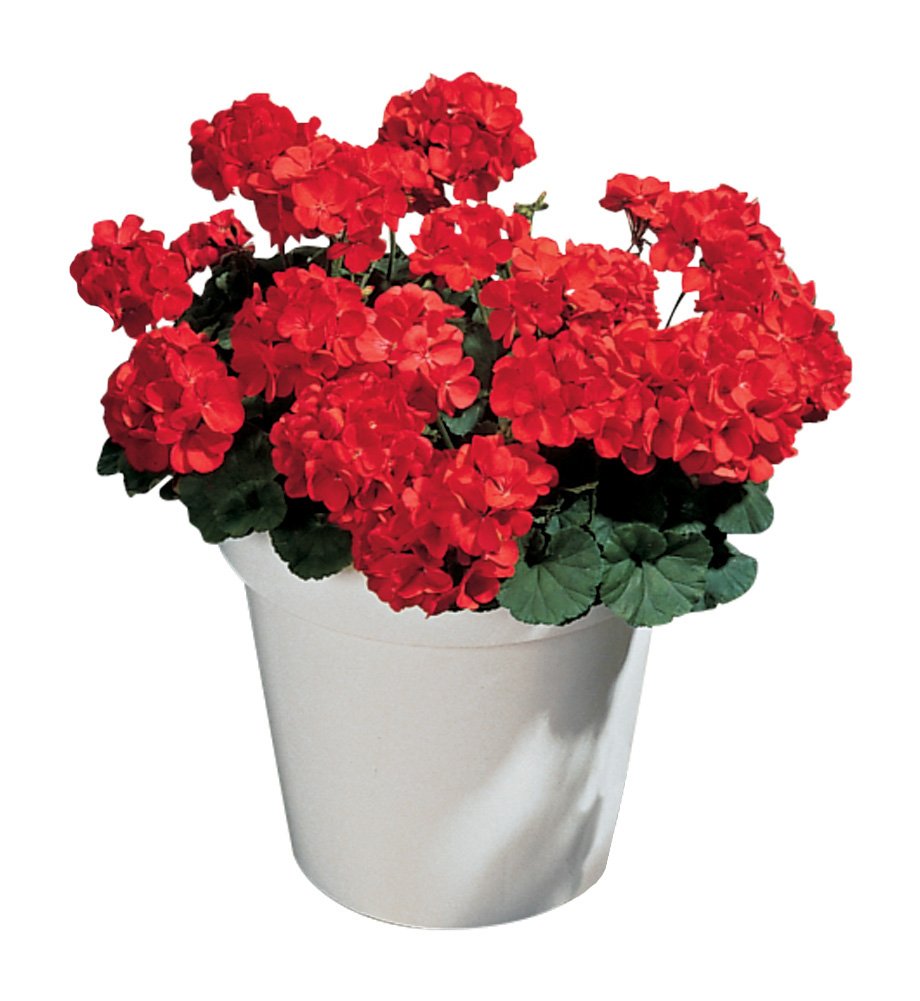 Burpee Big Red Geranium flowers with bold 5-inch blooms for sunny borders