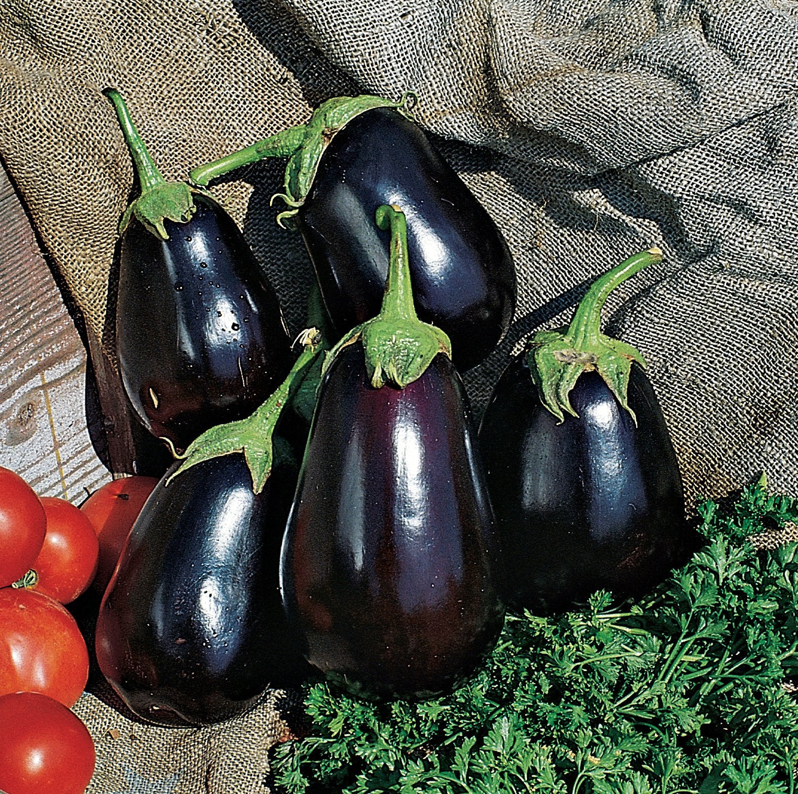 Burpee Black Beauty harvest-fruit image highlighting large, glossy 4-inch eggplants.