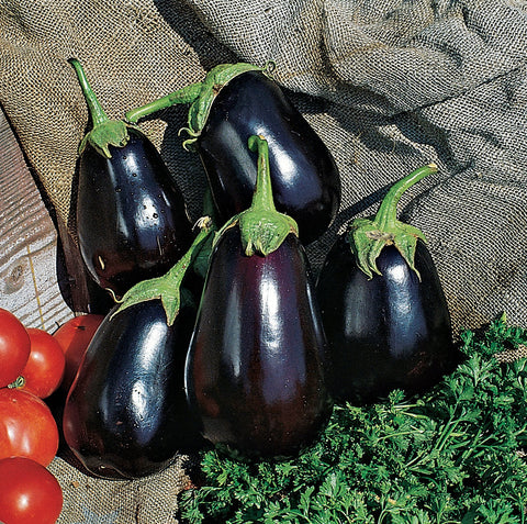 Burpee Black Beauty harvest-fruit image highlighting large, glossy 4-inch eggplants.