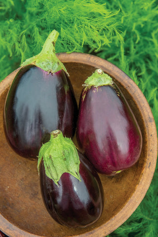 Burpee Black Beauty seedling image showing robust growth ideal for home gardens.