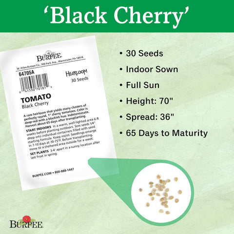 Cluster of Burpee Black Cherry tomatoes with deep red hue on the vine
