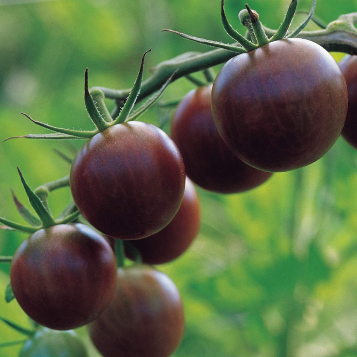 Burpee Black Cherry tomato seeds pack ready for planting in home garden