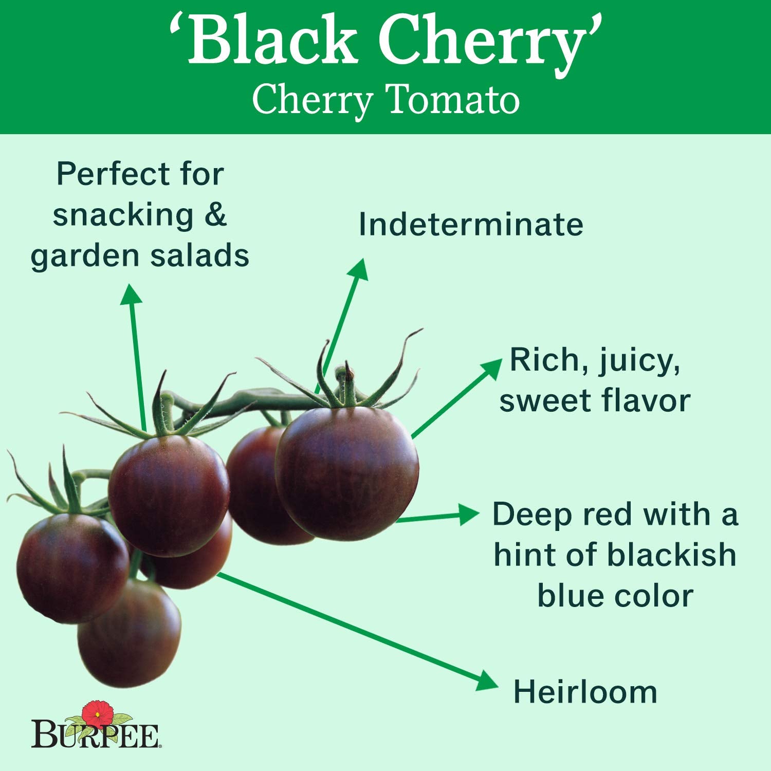 Healthy Burpee Black Cherry tomato vines growing tall in the garden