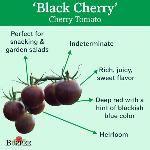 Healthy Burpee Black Cherry tomato vines growing tall in the garden