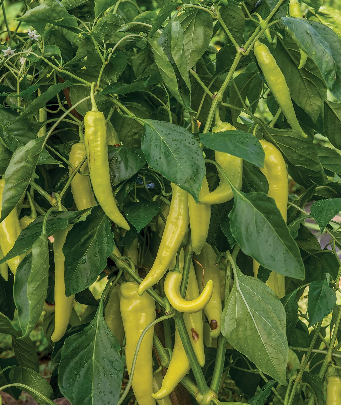 Burpee Blazing Banana peppers, 7-9 inches, ready for harvest.