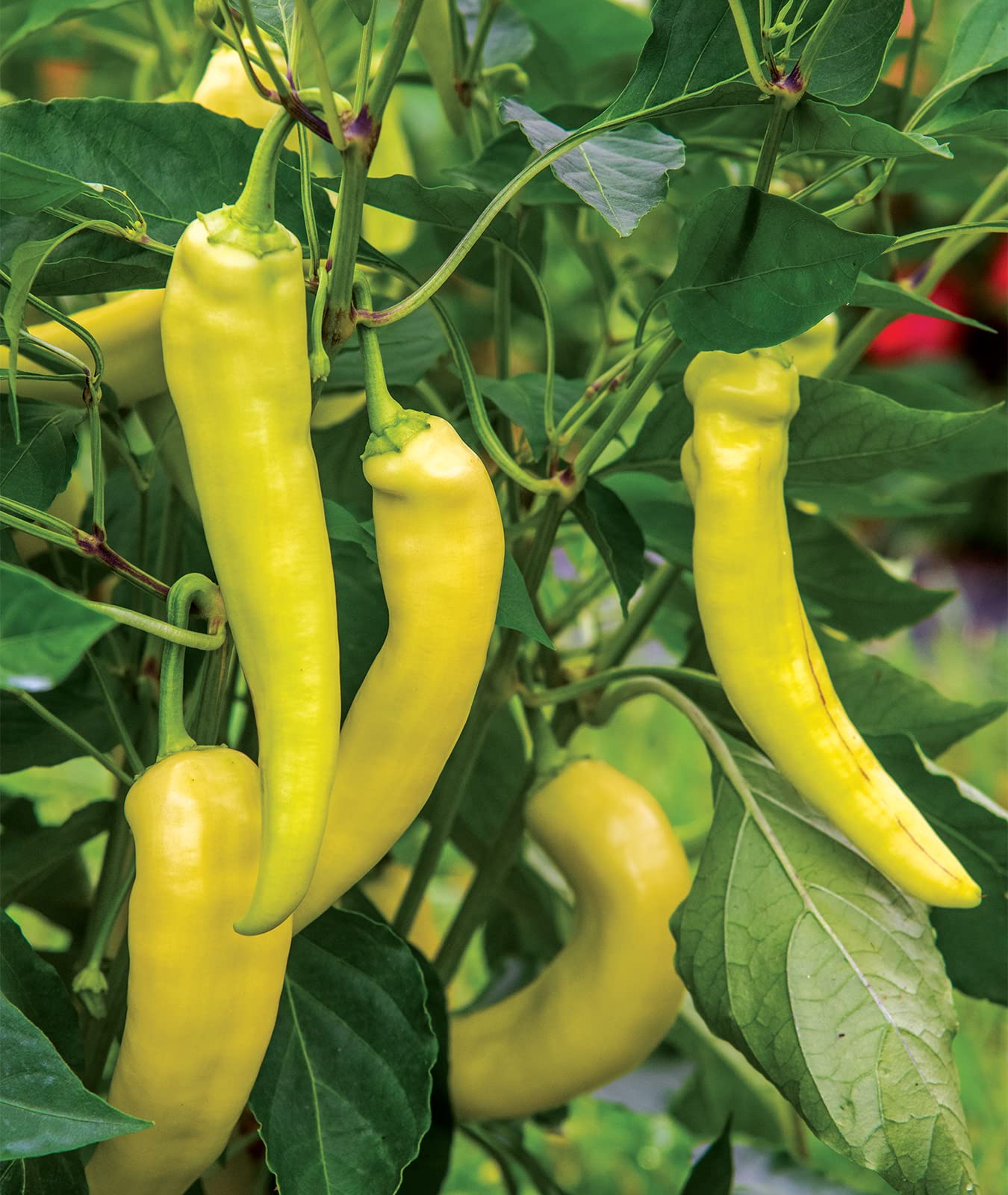Burpee harvest-ready peppers ideal for salsa and grilling.