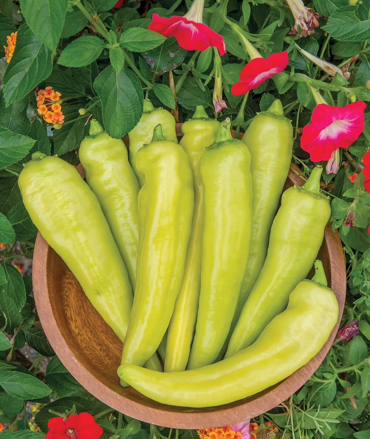 Burpee Blazing Banana seed pack ready for planting and early harvest.