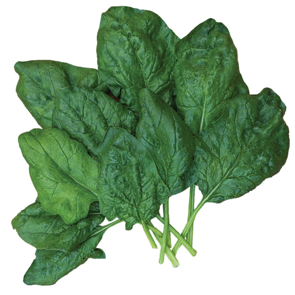 Burpee Bloomsdale spinach seeds seed packet ready for spring planting with slow bolting yield