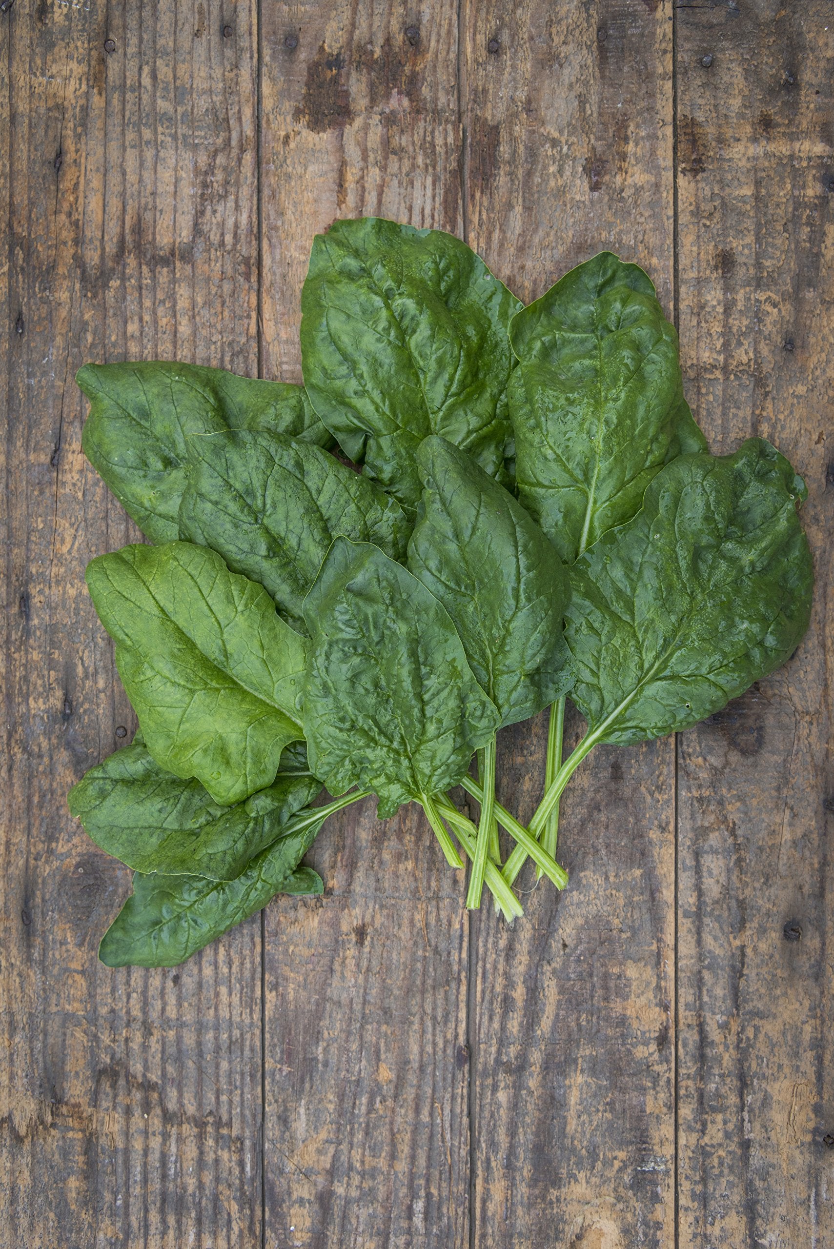 Burpee Bloomsdale spinach seeds seed packet image showing sowing in soil for harvest ready greens
