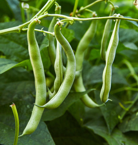 Burpee Blue Lake 274 white-seeded beans before cooking, ideal for steaming.