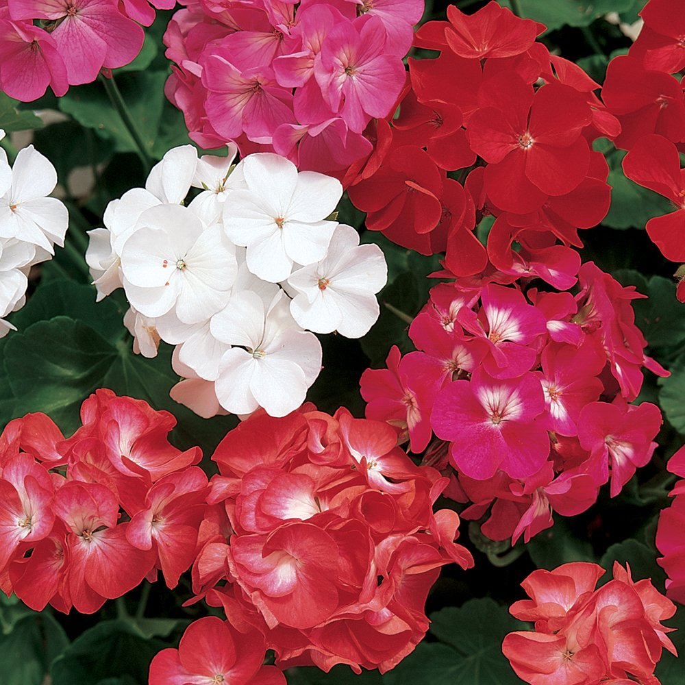 Burpee Border Mix Geranium seeds seed-packet close-up shows vibrant blooms ideal for containers