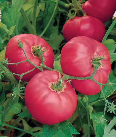 Harvest timing of Brandy Boy tomatoes at 75-78 days after transplant