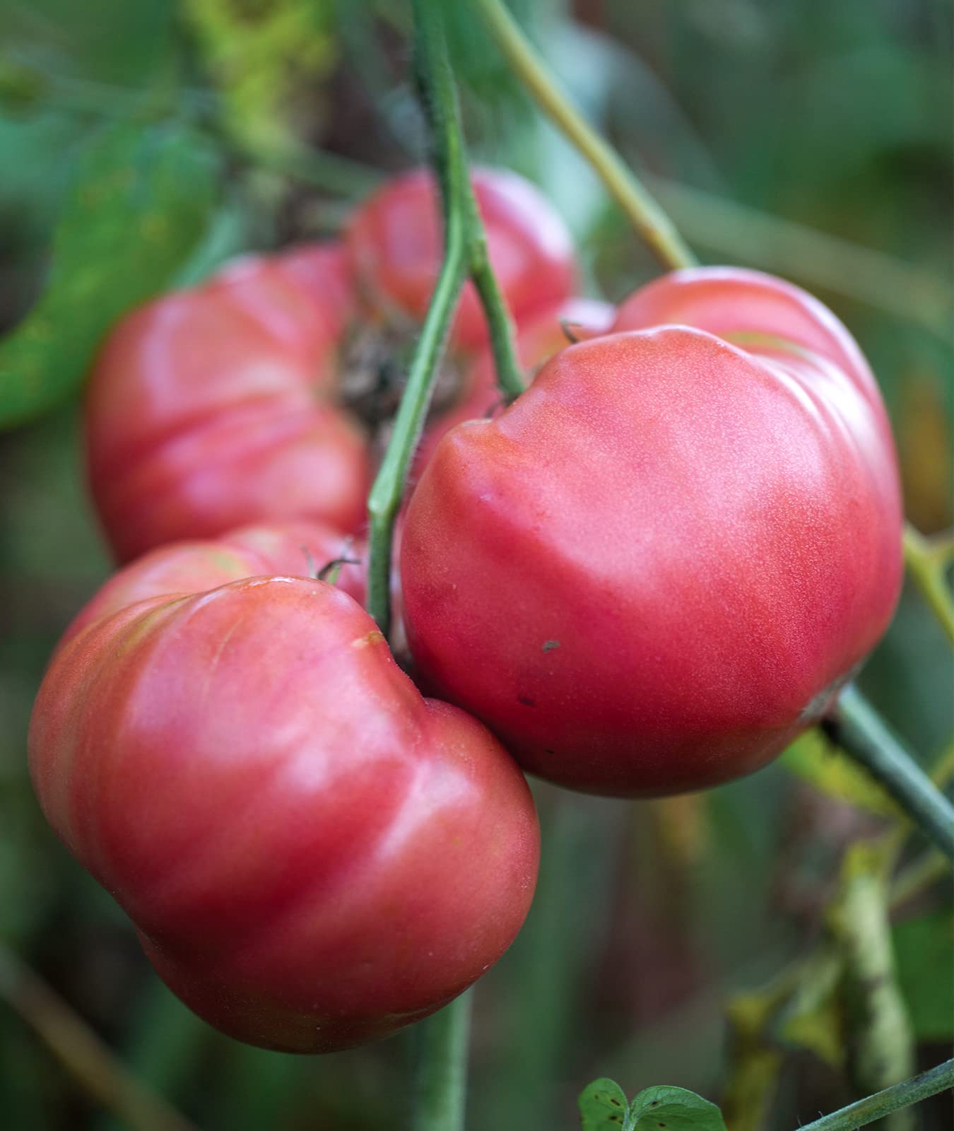 Sliced Brandy Boy tomatoes ready for sandwiches and salads