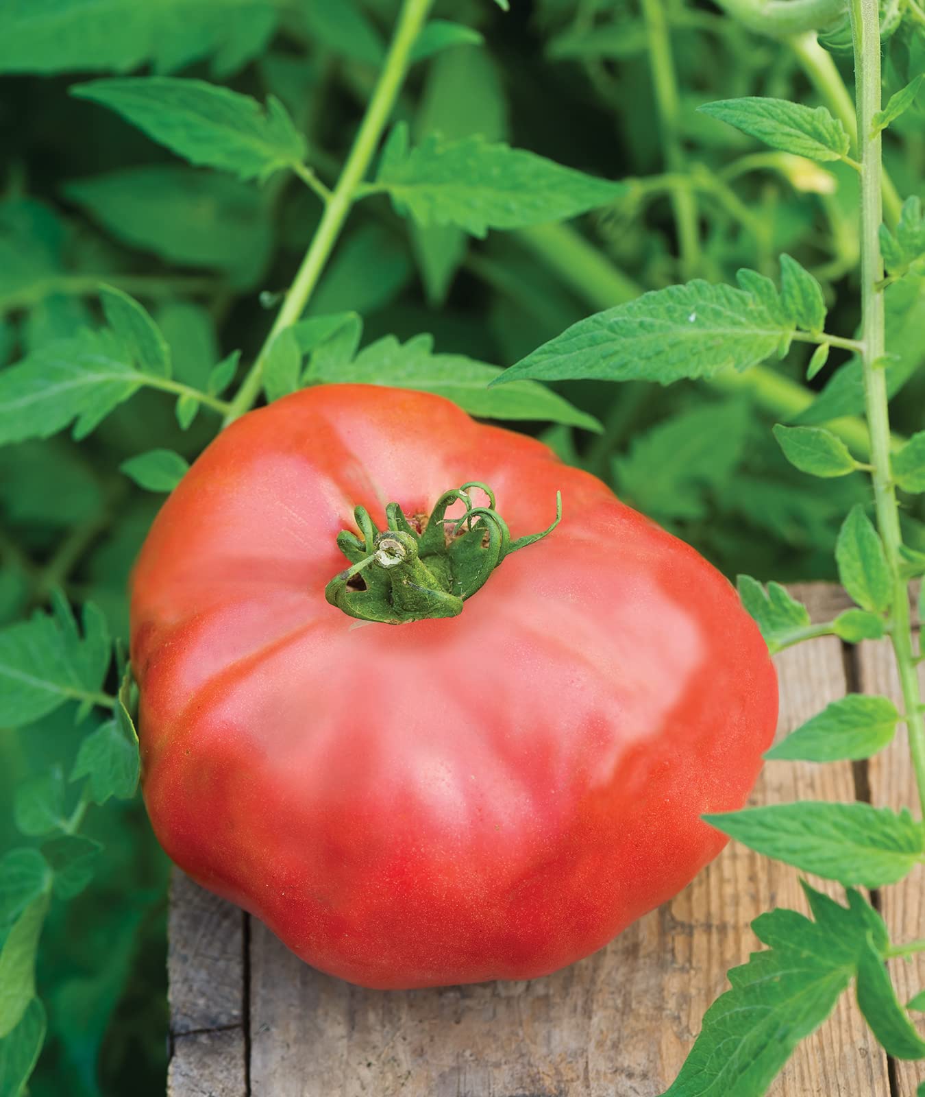 Burpee Brandy Boy tomato on the vine with ripe fruit for even harvest