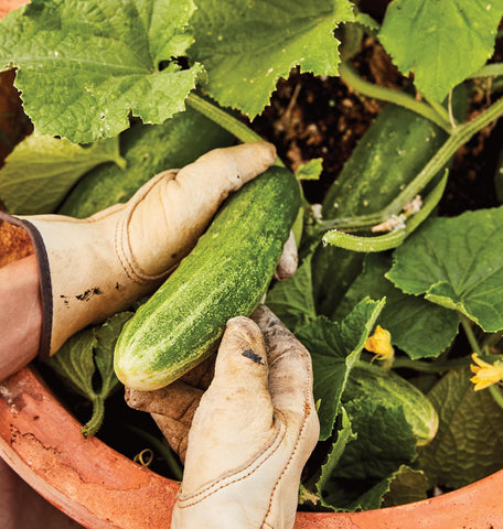 Burpee Bush Champion 8to12inch cucumbers display long, crisp slicers ideal for fresh salads