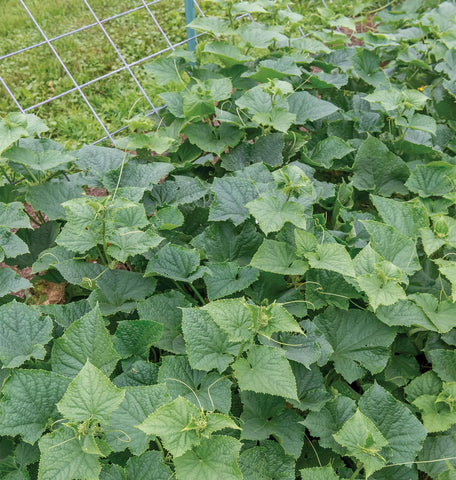 Burpee Bush Champion compact growth habit fits small spaces like raised beds