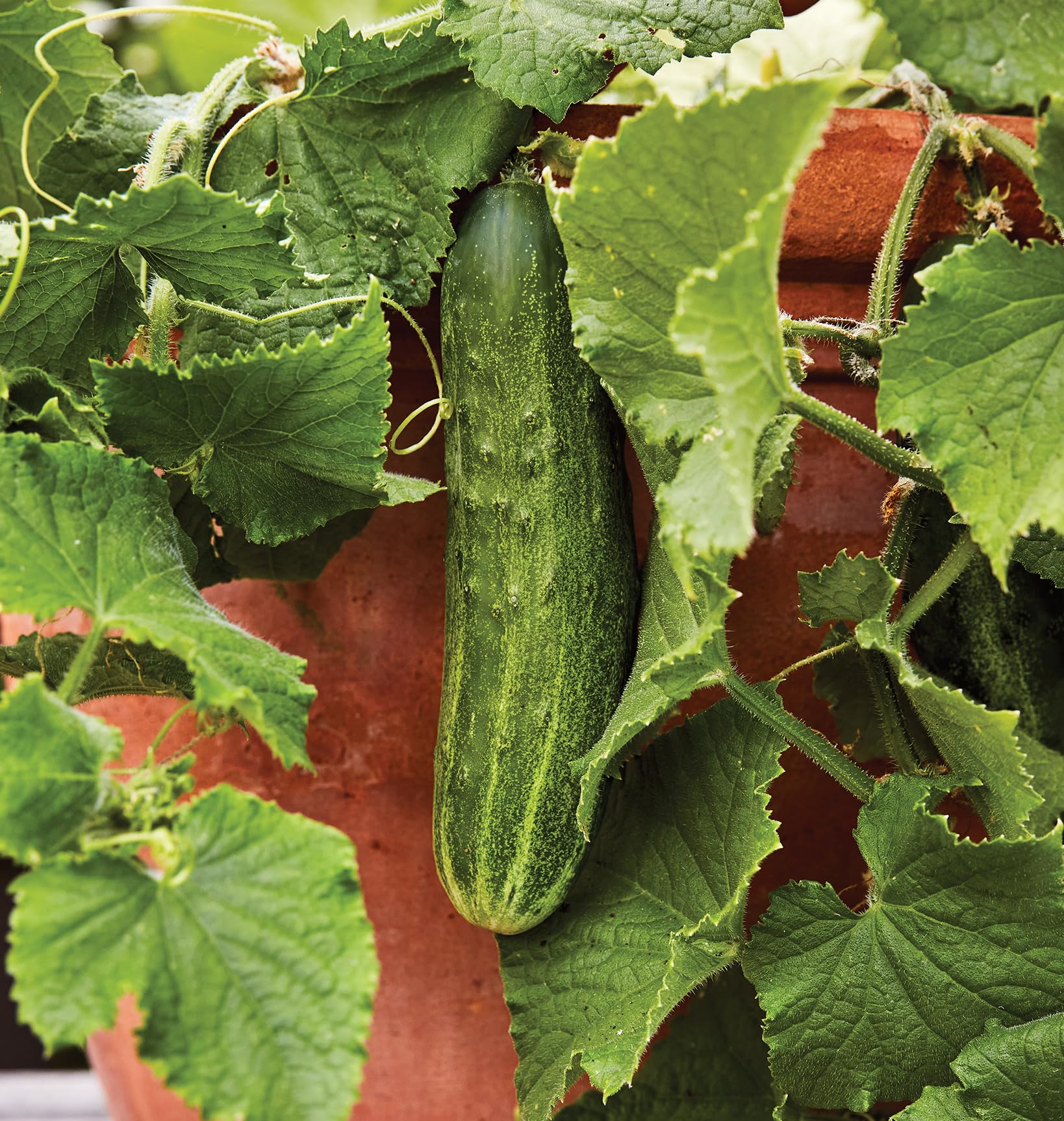 Burpee Bush Champion seeds pack highlights compact slicer cucumber for container gardens