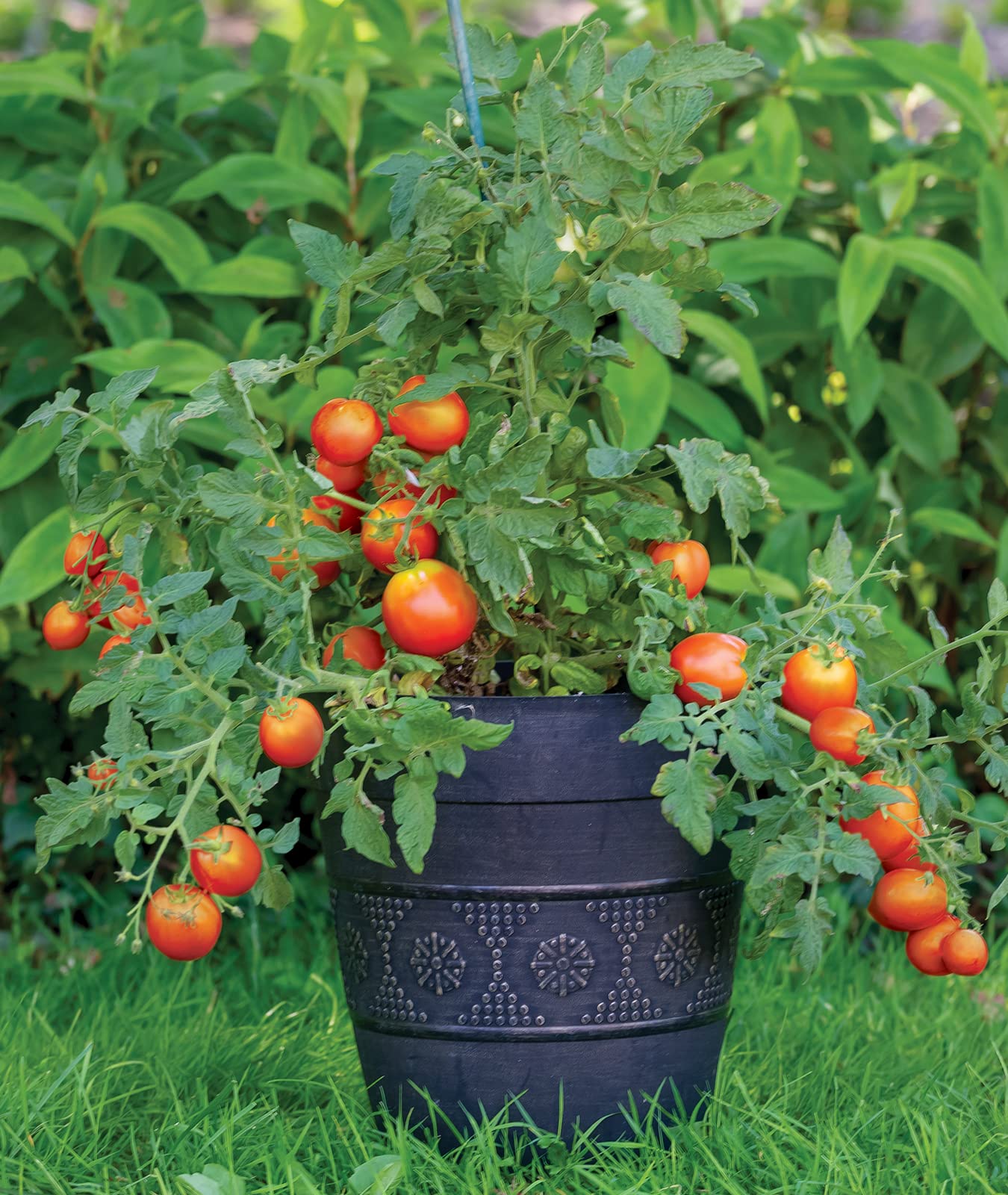 Burpee Bush Early Girl tomatoes ideal for burgers and sandwiches