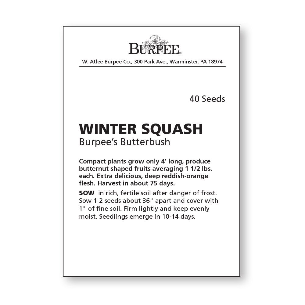Burpee Butterbush winter squash fruit on the vine, great for storage and winter meals.