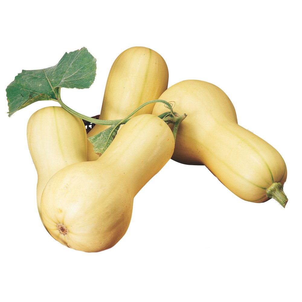 Burpee Butterbush winter squash seeds packet ideal for compact garden planning and planting.