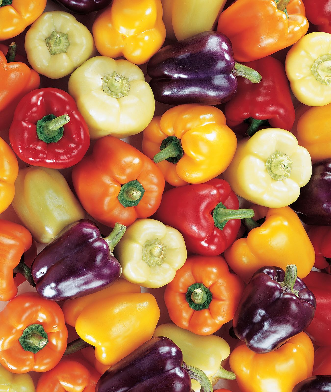 Burpee Carnival Mix pepper seeds in a packet, ideal for starting a vibrant home garden.