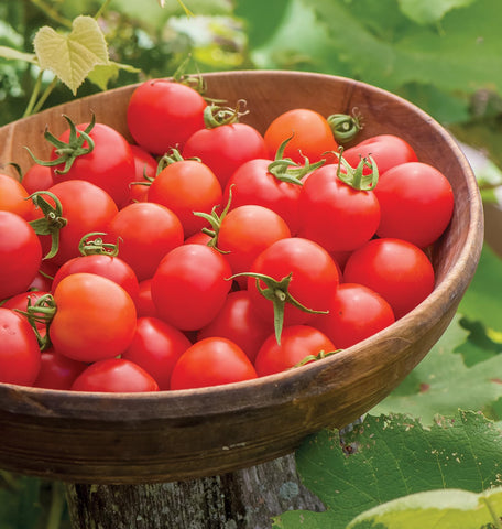 Burpee cherry tomatoes harvest ready to snack straight from the vine