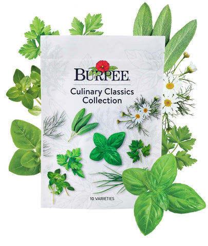 Burpee Culinary Classics Basil seeds for fresh pesto and flavorful kitchen herbs