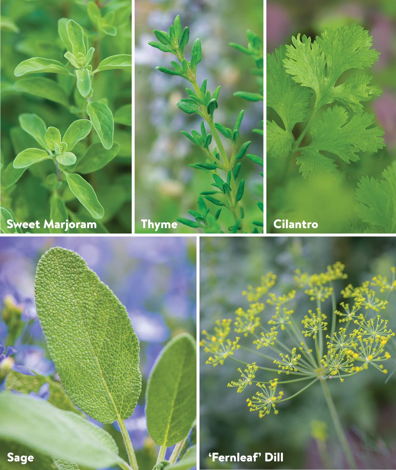 Burpee Culinary Classics Sage seeds add earthy aroma to roasts and stuffing