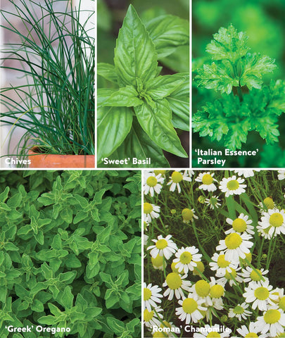 Burpee Culinary Classics Thyme seeds deliver subtle fragrance for roasting and vegetables
