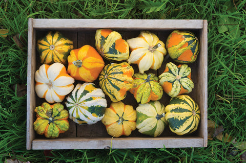 Burpee Daisy Gourd harvest of 3x2 inch decorative gourds