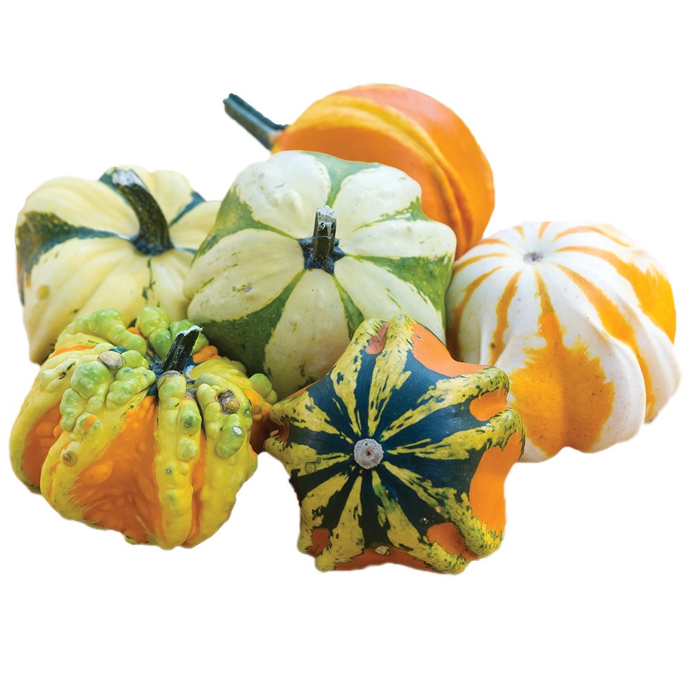 Burpee Daisy Gourd seeds packet front with decorative gourds for fall decor
