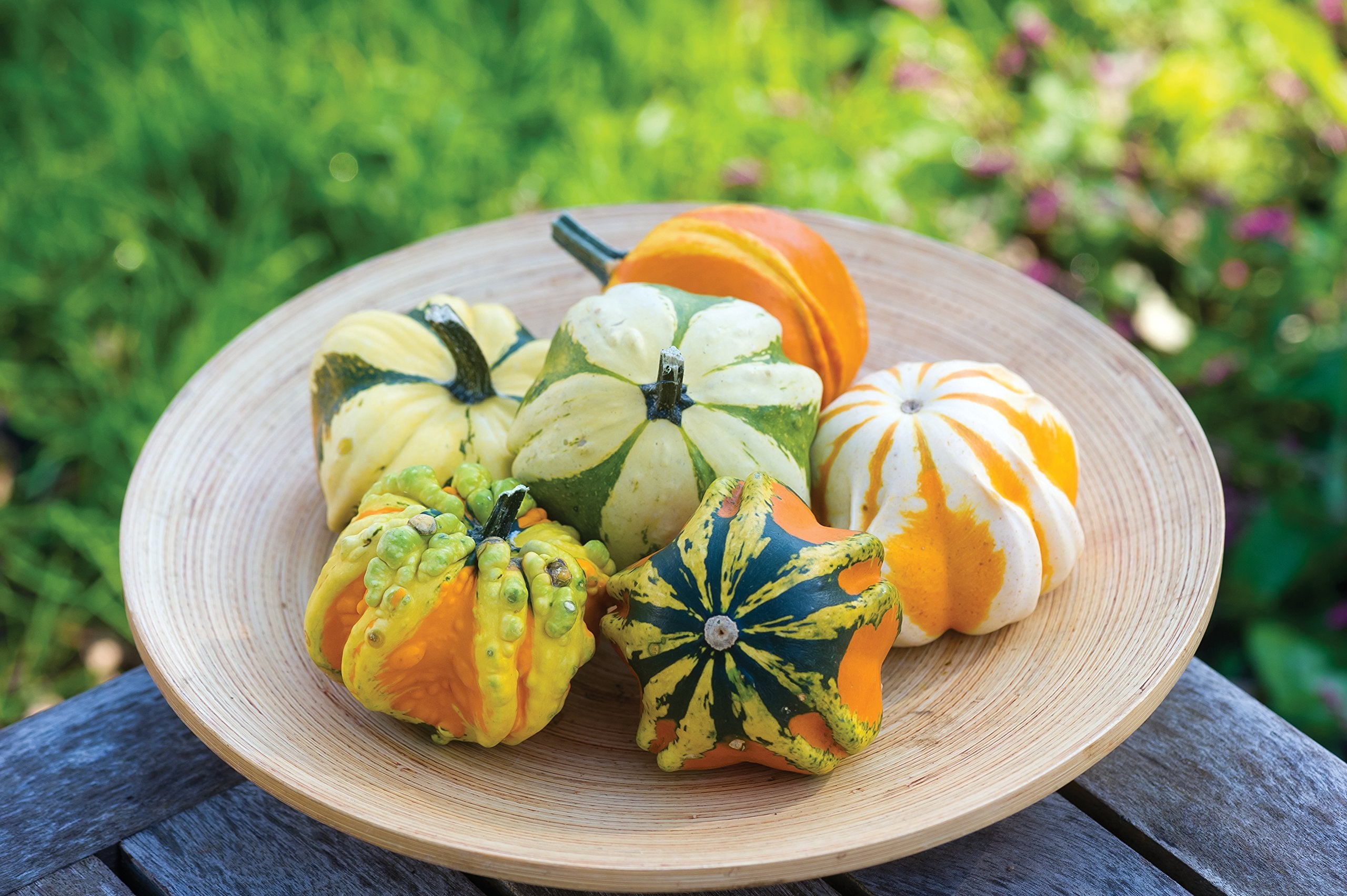Burpee Daisy Gourd vines and fruits in a garden setting