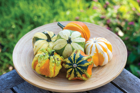 Burpee Daisy Gourd vines and fruits in a garden setting