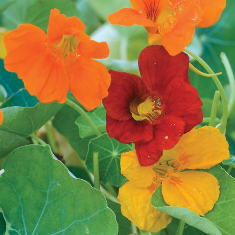 Burpee Double Gleam nasturtium blooms close-up in vibrant mixed colors for a garden focal point.