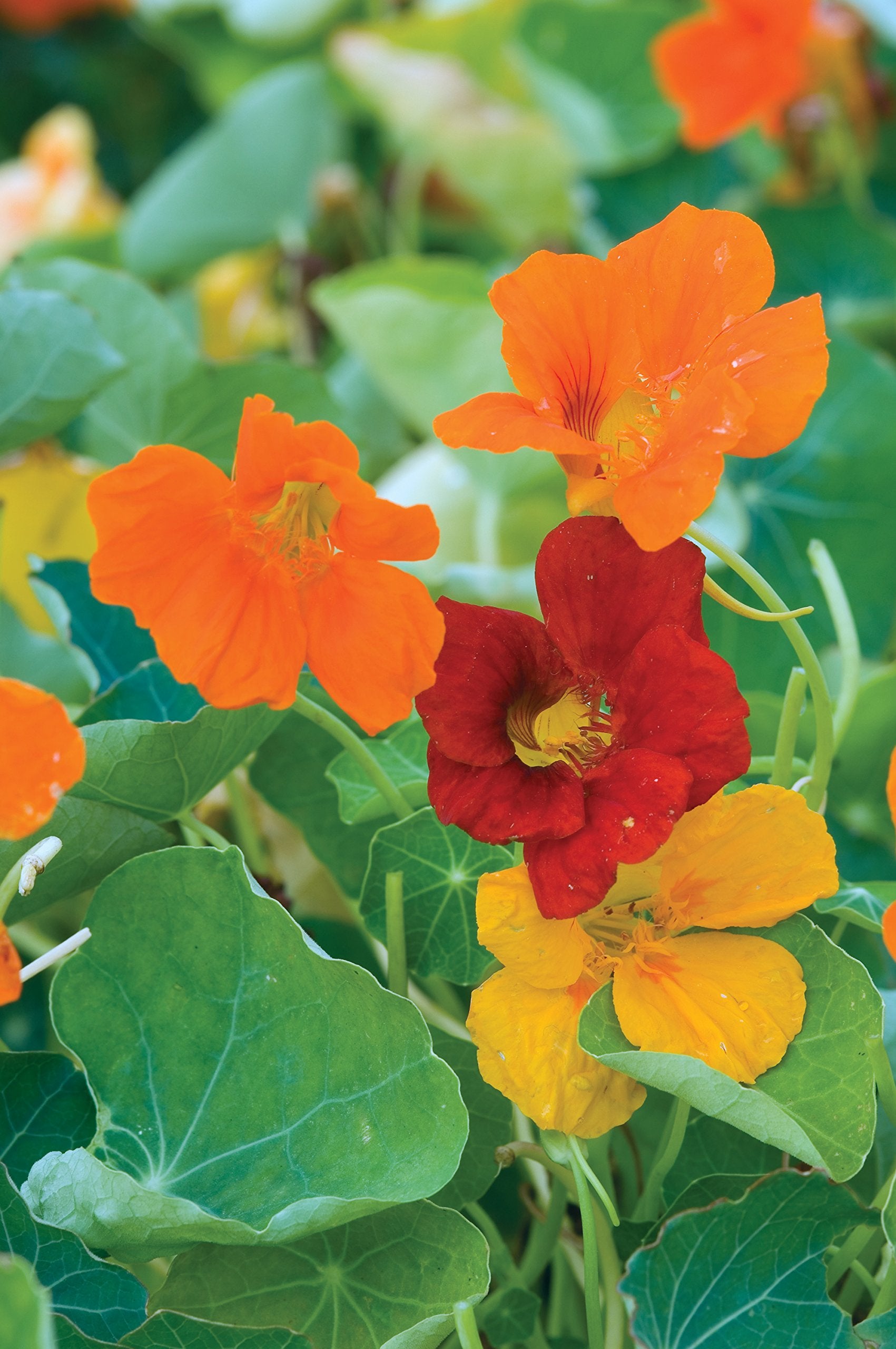 Burpee Double Gleam nasturtium seeds packet showing 50 seeds for easy planting.