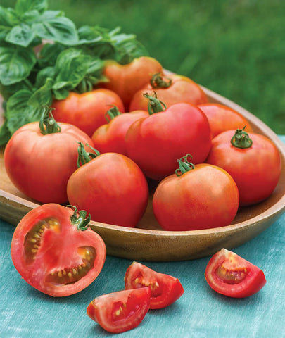Burpee Early Girl tomato seeds packet for a quick home garden start
