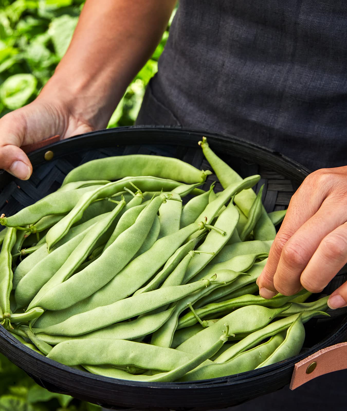 Pods from Burpee Early Italian bush beans ready for freezing