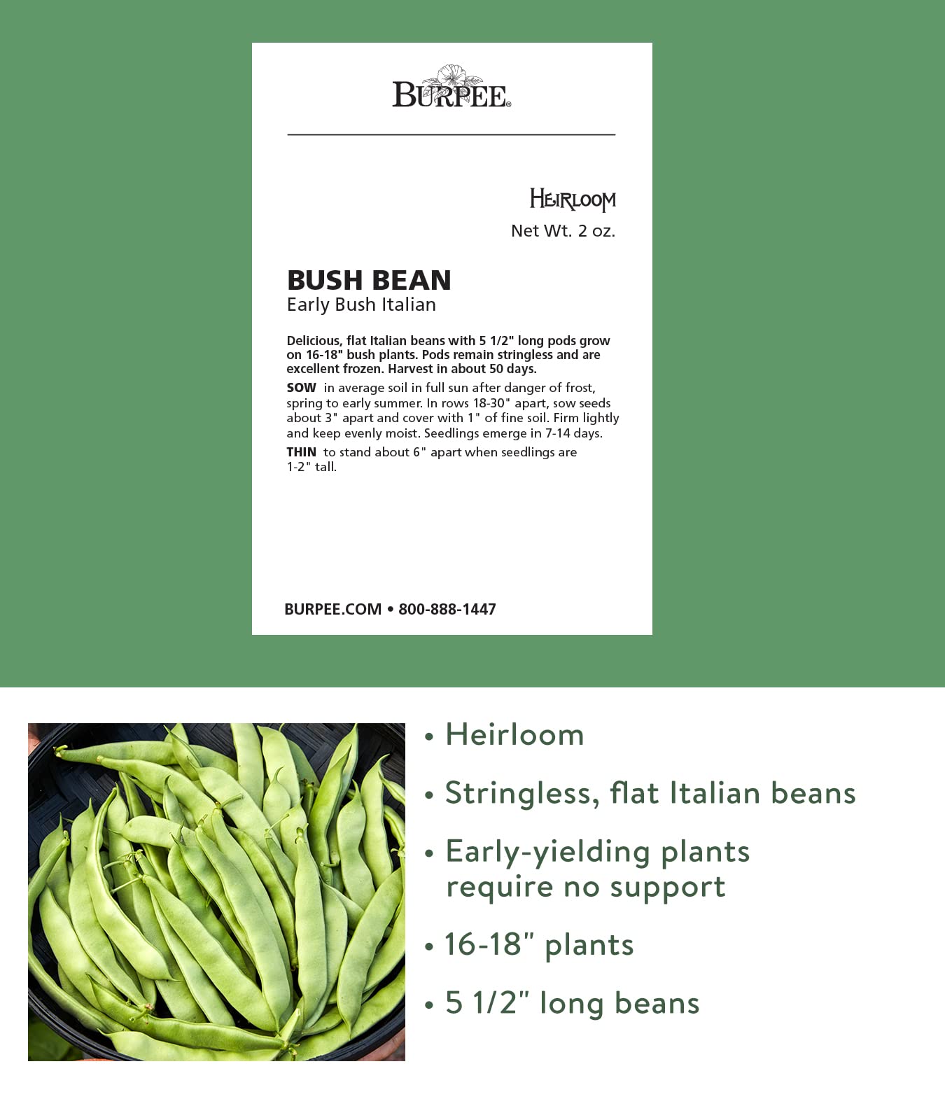 Stringless 5-1/2 inch pods on Burpee Early Italian bush beans ready to harvest