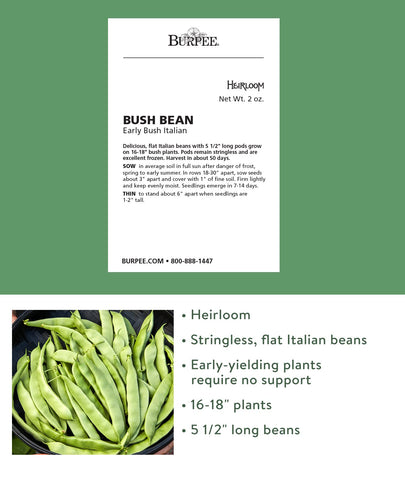 Stringless 5-1/2 inch pods on Burpee Early Italian bush beans ready to harvest