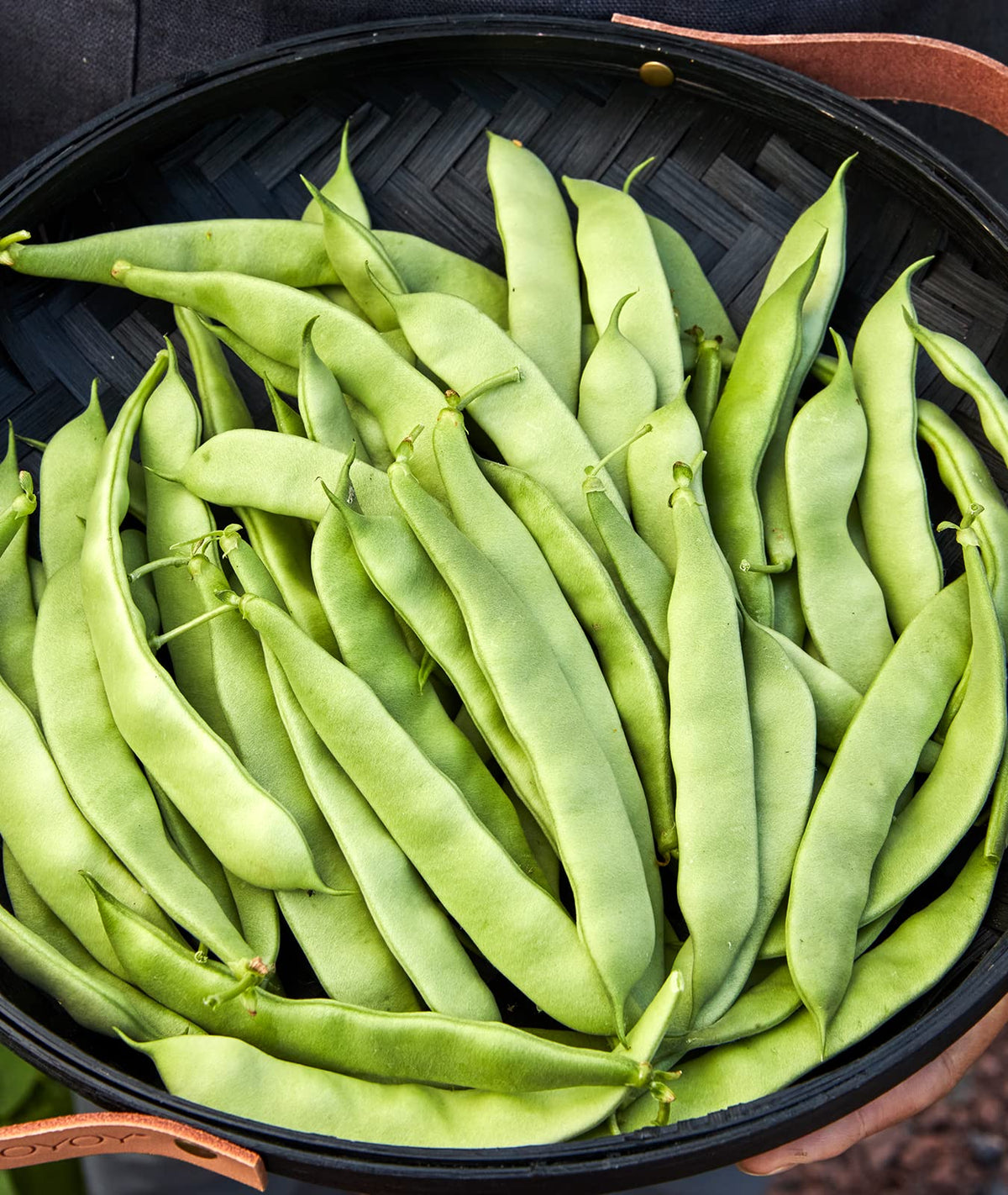 Burpee Early Italian bush bean seeds in a 2 oz packet for easy planting
